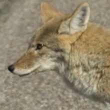 Le coyote - Vidéos - Vidéos de DESSINS ANIMES - Vidéos LES AMIS DE SCOOBY
