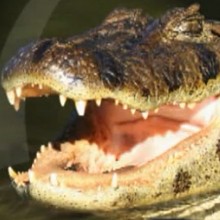 Dessin animé : Le crocodile