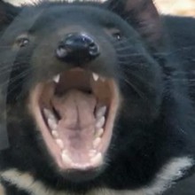 Dessin animé : Le diable de Tasmanie