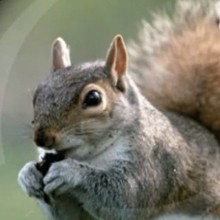 L'écureuil - Vidéos - Vidéos de DESSINS ANIMES - Vidéos LES AMIS DE SCOOBY