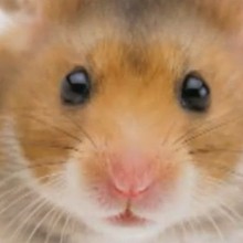 Le hamster - Vidéos - Vidéos de DESSINS ANIMES - Vidéos LES AMIS DE SCOOBY