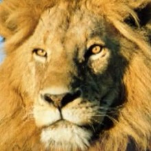 Le lion - Vidéos - Vidéos de DESSINS ANIMES - Vidéos LES AMIS DE SCOOBY