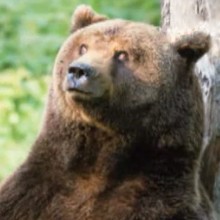 Dessin animé : L'ours