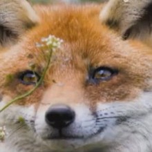 Le renard - Vidéos - Vidéos de DESSINS ANIMES - Vidéos LES AMIS DE SCOOBY