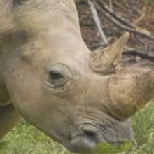 Dessin animé : Le rhinocéros