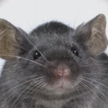 La souris - Vidéos - Vidéos de DESSINS ANIMES - Vidéos LES AMIS DE SCOOBY