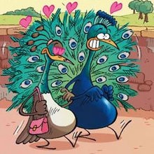 L'amour - Lecture - BD pour enfant - Le Piou, l'oiseau le plus idiot de tous - Le Piou : IDIOT D'OISEAU