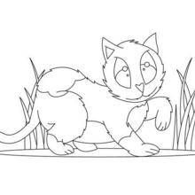 Coloriage : Chat sauvage