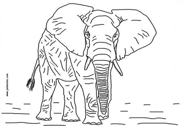 Coloriages coloriage d un éléphant fr hellokids coloriage d un elephant
