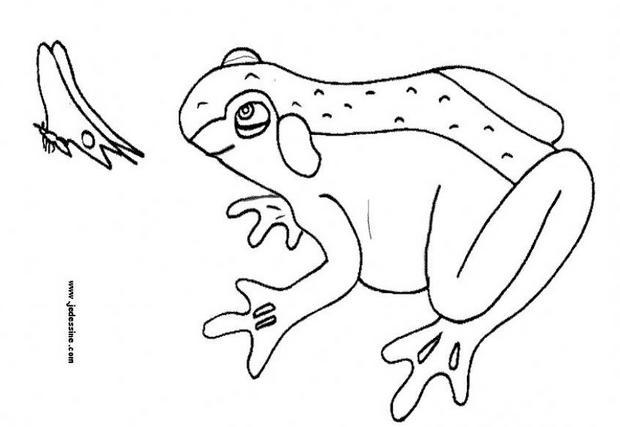 Coloriages rainette fr hellokids rainette