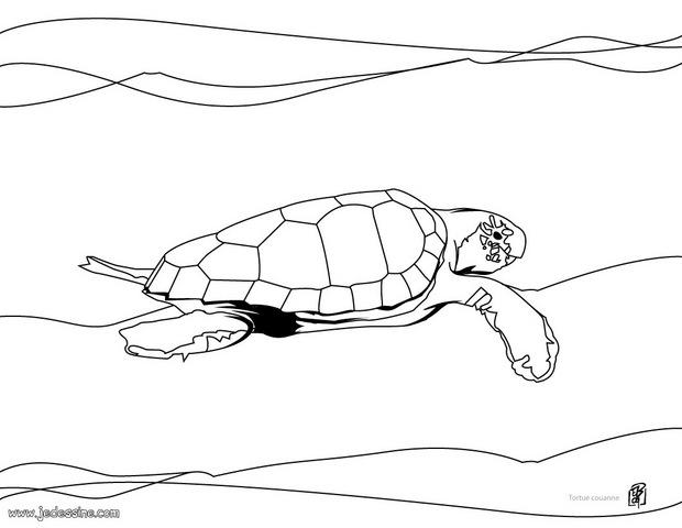 Coloriages coloriage d une tortue caouanne fr hellokids coloriage d une tortue caouanne