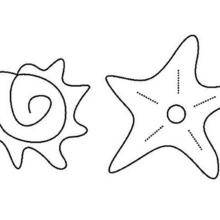 Coloriage d'un coquillage et d'une étoile de mer