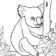 Coloriage d'un koala