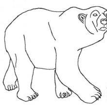 Coloriage d'un ours blanc