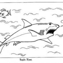 Coloriage d'un requin blanc