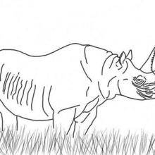 Coloriage d'un rhinoceros