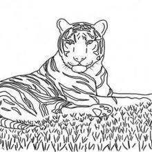 Coloriage d'un tigre