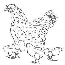 Coloriage d'une poule et ses poussins