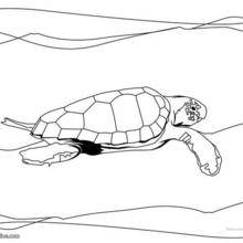 Coloriage d'une tortue caouanne
