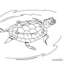 Coloriage d'une tortue de Floride qui nage