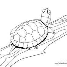 Coloriage d'une tortue de Floride