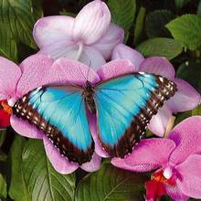 Coloriages de papillons