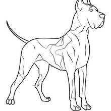 Coloriage de chien : Dogue allemand