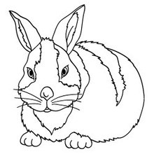 Coloriage application Jedessine : Lapin