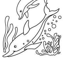 Coloriage application Jedessine : Dauphins sous l'eau