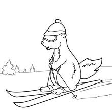 Coloriage : Marmotte à ski