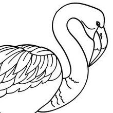 Coloriage application Jedessine : Flamant rose
