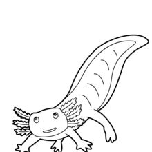 Coloriage : Axolotl