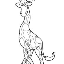 Coloriage : Girafe aux pattes emmêlées