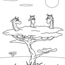 Coloriage : Trois girafes dans un arbre