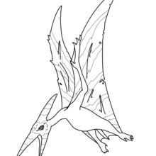Coloriage : Pteranodon