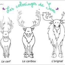 Coloriage : Cerf, Caribou, Orignal
