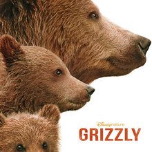 Actualité : Bande-annonce de Grizzly le nouveau film Disneynature