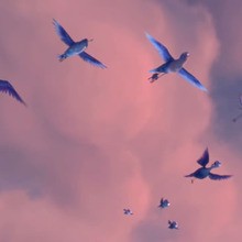 Dossier : Les oiseaux peuvent-ils voler sur le dos ?