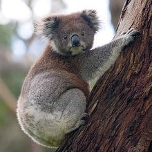 Reportage : Le koala