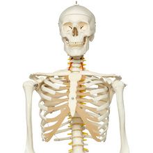 Reportage : Le squelette humain