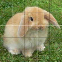 Puzzle Lapin