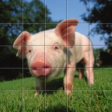 Puzzle Cochon