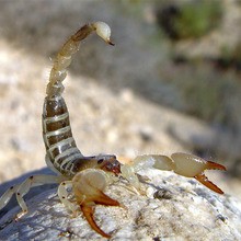 Le Scorpion du Sahara