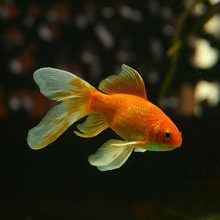 Reportage : Les poissons rouges et ton aquarium