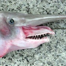 Vidéo d'un requin lutin !