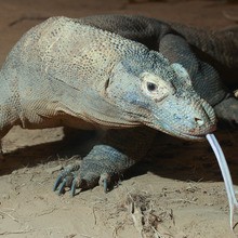 Reportage : Le dragon du Komodo