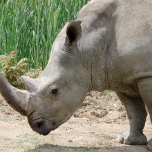 Le puissant rhinocéros noir