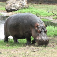 L'HIPPOPOTAME : le mastodonte des lacs et rivières !