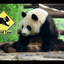 Vidéo sur le panda géant