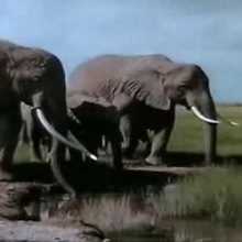 Vidéo sur les éléphants
